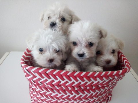 Maltese terrier bebekler