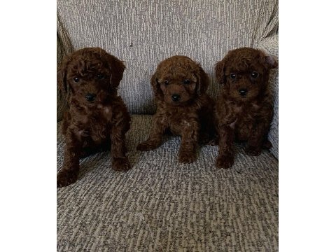 Minik poodle yavrular için ulaşabilirsiniz