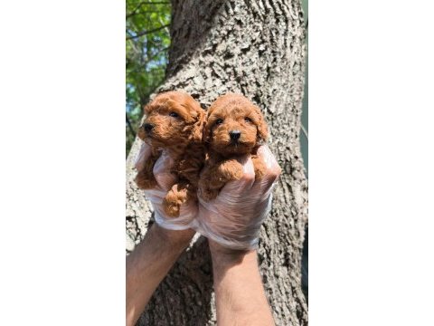 Red toy poodle bebekler