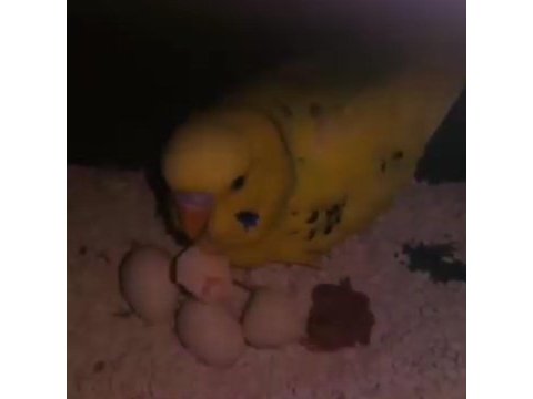 Hazır çift muhabbet kuşu yavru verdiler