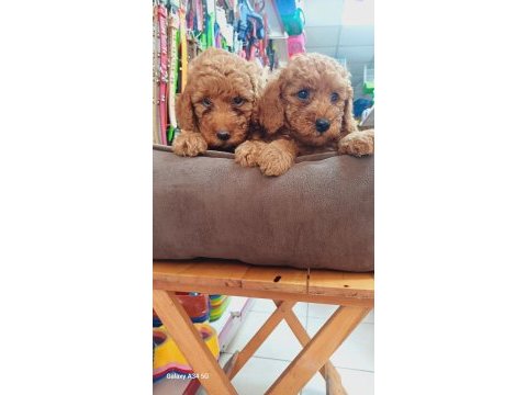 Toy poodle