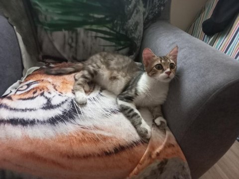 İzmir içi sahiplendirilecek tekir