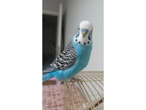Konuşan muhabbet kuşu