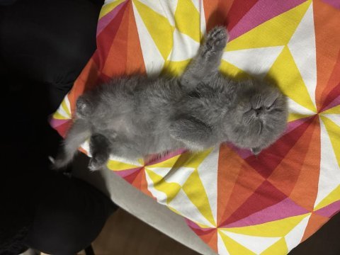 Son kalan scottish fold yavrumuz yeni yuvasını bekliyor
