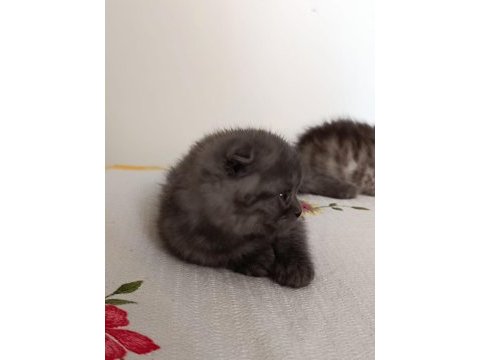 Biricik scottish fold kedimiz kendine yuva arıyor