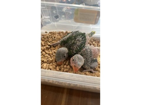 Bebek alexander