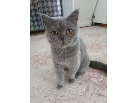 3 tane british shorthair
