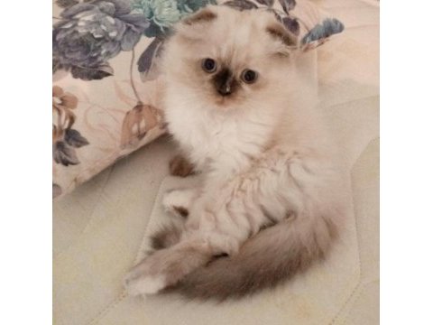 Uyguna brittish longhair acil 2 aylık dişi