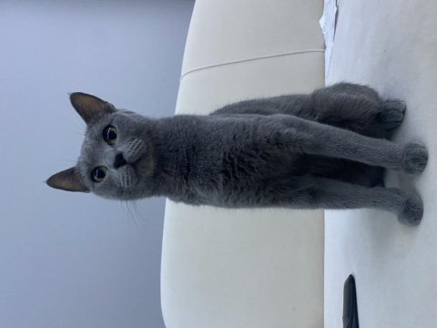Yurt dışına yerleşme sebebiyle british shorthair