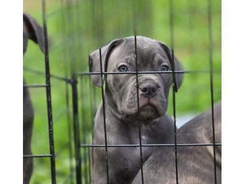 Cane corso iyisi değil en iyisi kapıda ödeme mevcut