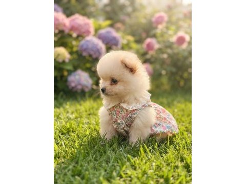Pomeranian boo mimik boy