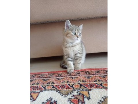 Yeni yavrumuz evine gitmeye hazır british shorthair