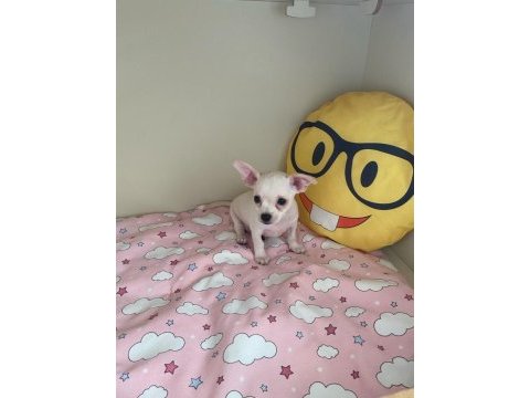 Anne altından chihuahua (şivava) bebekler