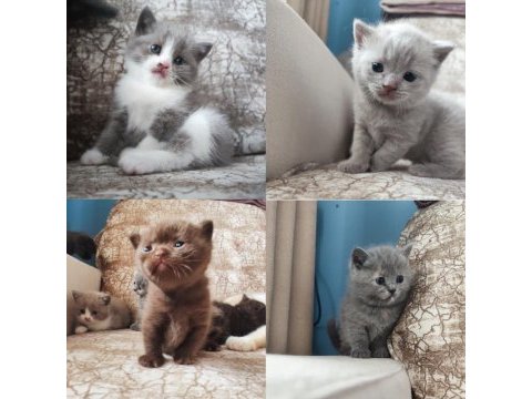 British shorthair yavruları sağlıklı