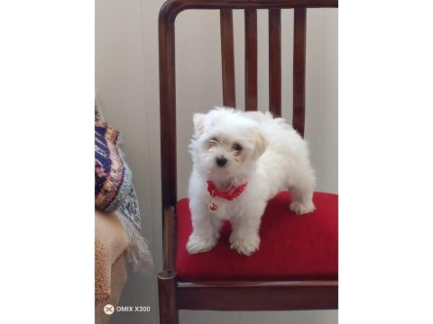 Mükemmel bir maltese yavru
