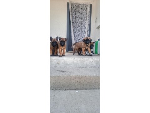Orjinal saf belçika malinois deli bunlar