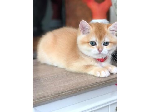 A kalite british shorthair golden yavrular