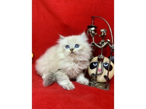 British longhair tek ve daha güzeli yok