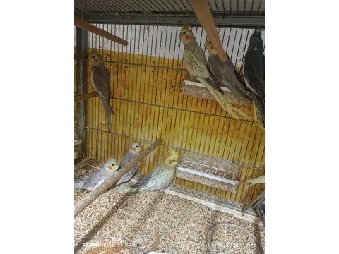 Hobiciden bebek sultan papağanlar
