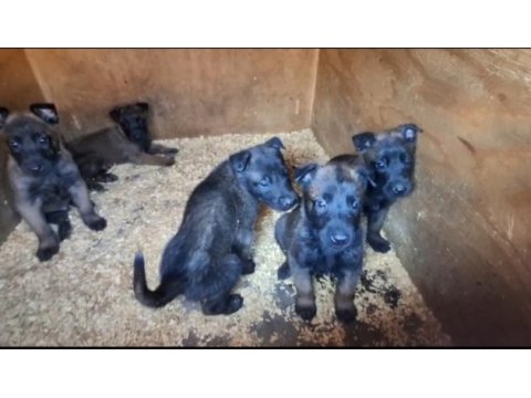 Kusursuz malinois bebekler