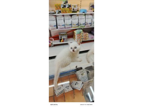 Bu british shorthair güzellik kaçmaz
