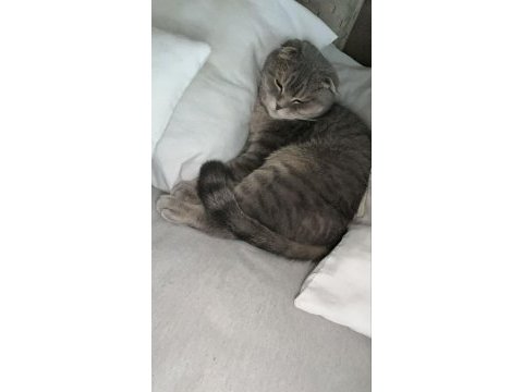 Ücretsiz sahiplendirme scottish fold kedimiz