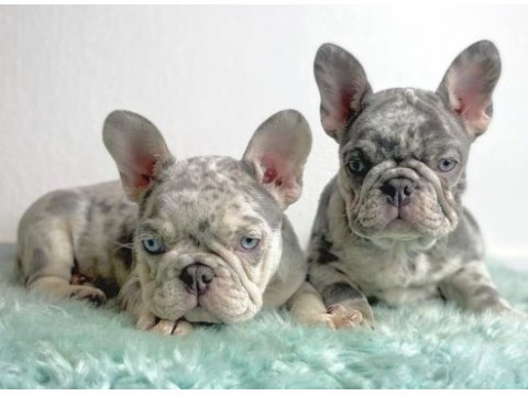 French bulldog avrupanın en özel renk tonları türkiyede