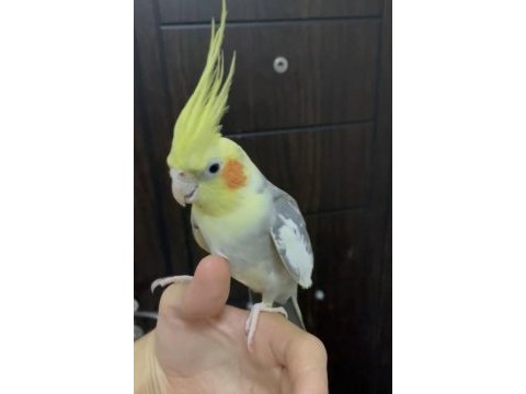 Evcil erkek sultan papağanı