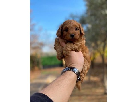 Maltipoo yavrumuz 
