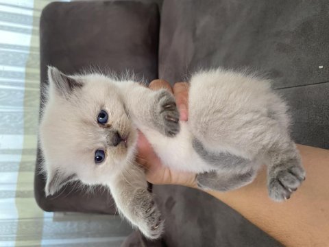 3 adet blue point 1 lilak british shorthair