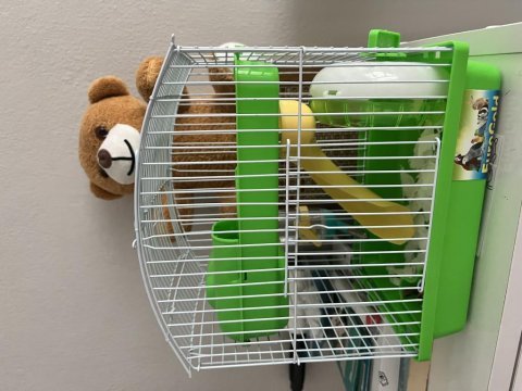 2 aylık gonzales hamster