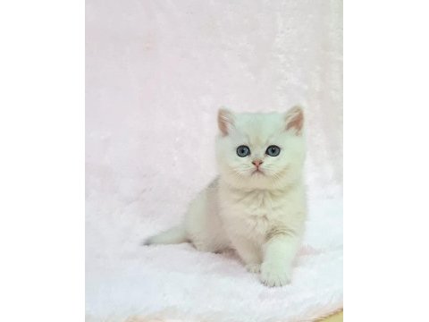A kalite safkan british shorthair sunshine yavrum