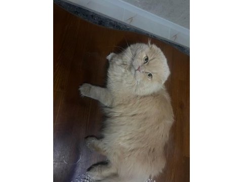 Longhair kedimize yuva arıyoruz