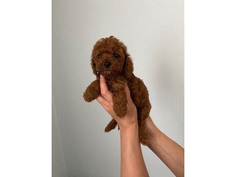 Red brown toy poodle yavrum