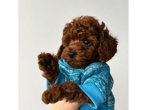 Toy poodle yavruları