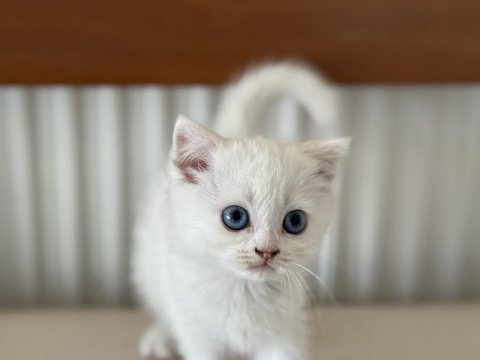 Kar beyaz mavi gözlü british shorthair ve longhair