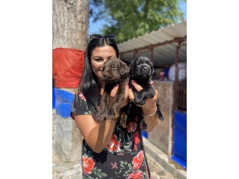 Çikolata labrador yavrularım