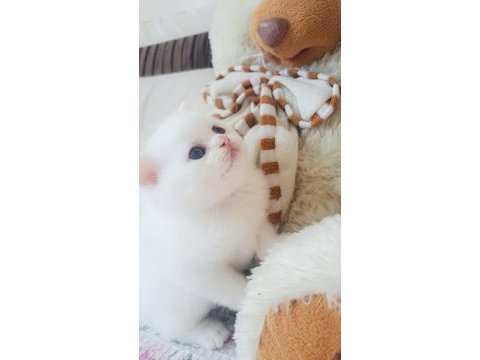 Ayı surat yavru british shorthair