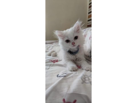 British longhair erkek