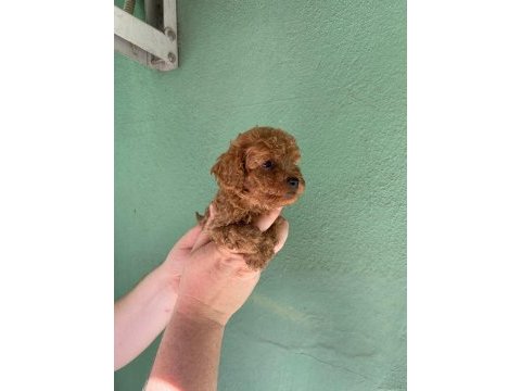 Irk ve sağlık garantili toy poodle yavrularım