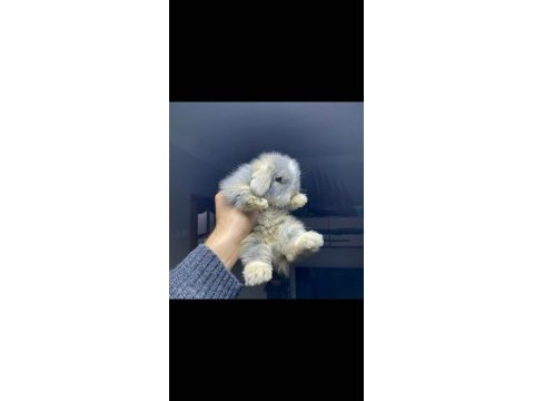 Hollanda lop tavşanlarımız gönderim var