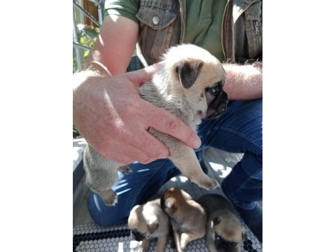Pug yavruları