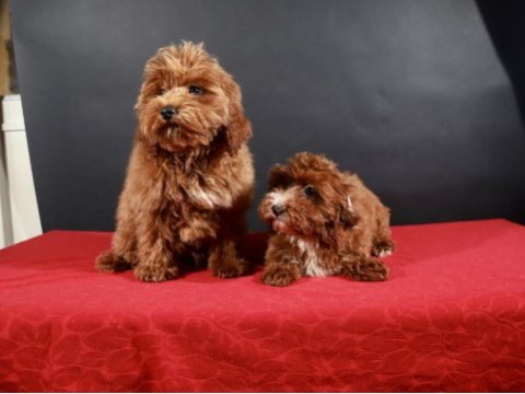 14 şubat doğumlu maltipoo yavrularım