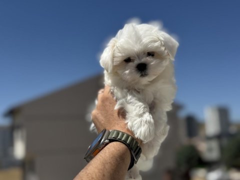 Petmode köpek çiftliğinden kore  kan maltese