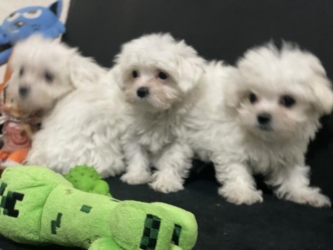 Ankaranın en güzel kar beyaz maltese terrier köpekleri
