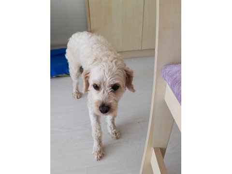 Ücretsiz maltipoo 2 yaşında