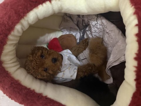 Sevimli toy poodle yavrumuz sahibini bekliyor