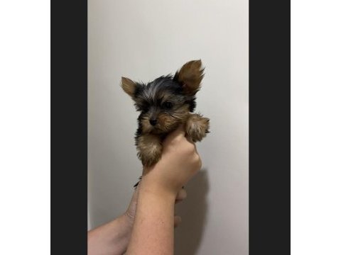 Teacup yorkshire terrier yavrular