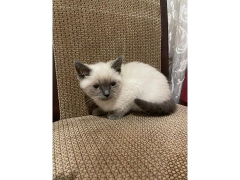 Uygun puanlı erkek blue point british shorthair yavrum