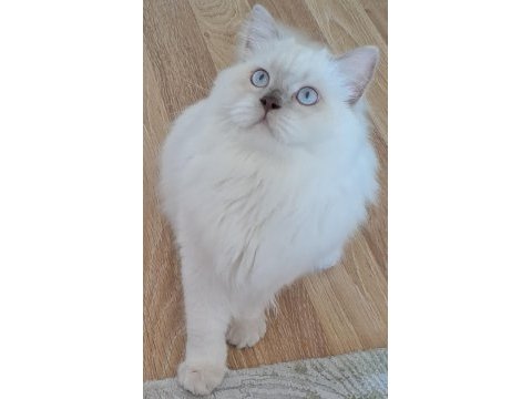 Scrli scottish longhair